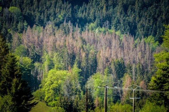 Plantations vosgiennes