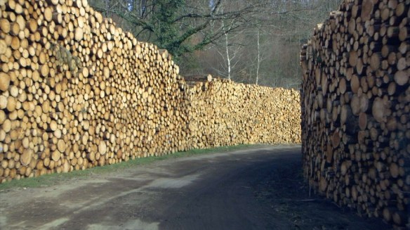 Le Temps des forêts