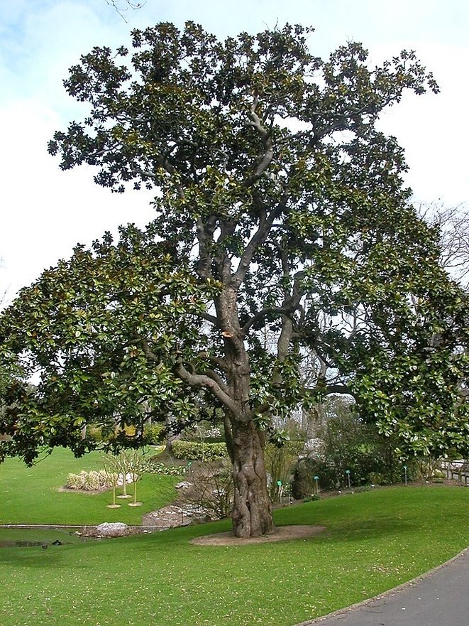 Magnolia d'Hectot