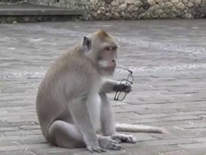 Singes voleurs, Bali