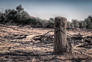 Déforestation Déforestation