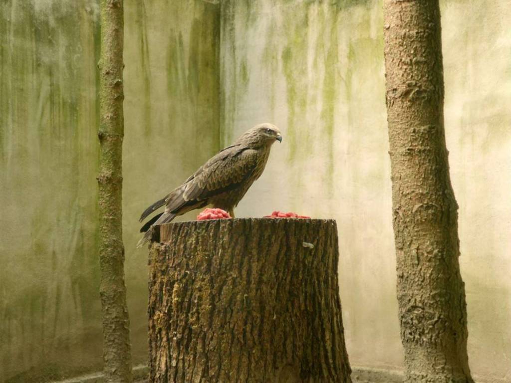 L'Île aux oiseaux L'Île aux oiseaux