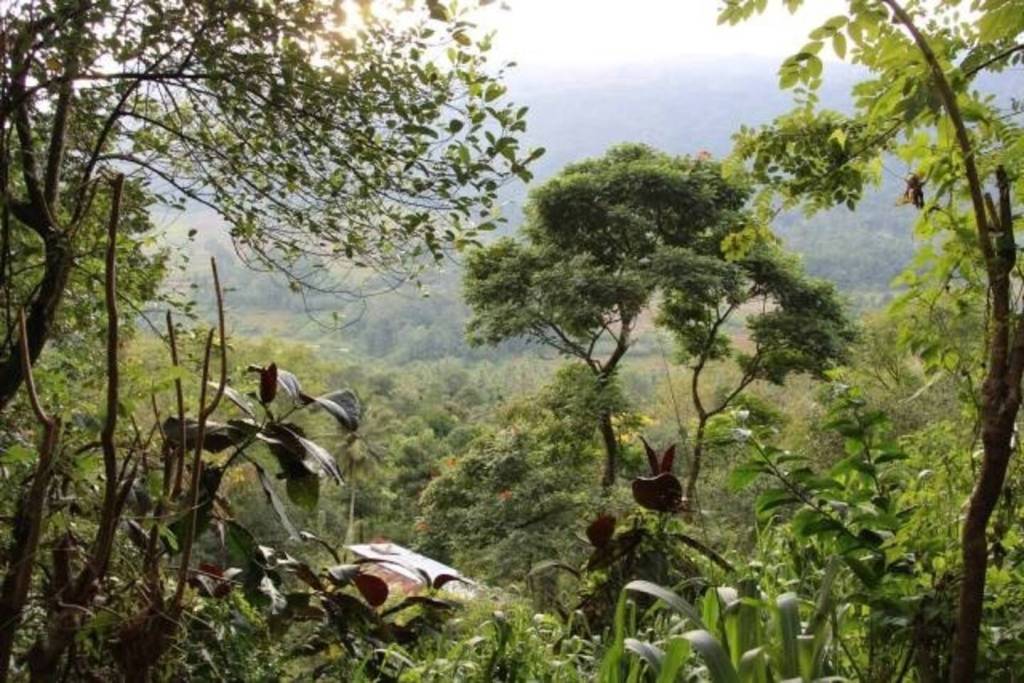 Forêt analogue Forêt analogue