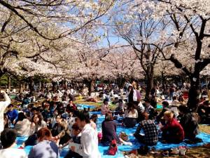 Hanami à Tokyo